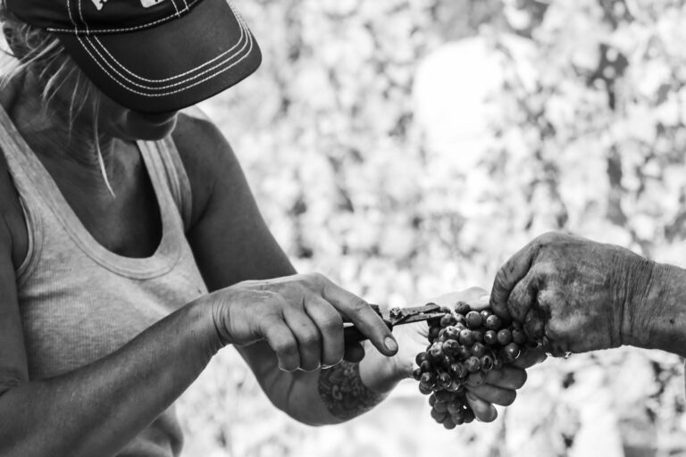 un acino d'uva viene reciso da due donne con attenzione per il processo rispettando la tradizione