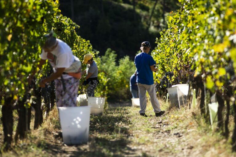 la vendemmia nella vigna fra i filari in Toscana coinvolge esperti e turisti che vogliono fare una esperienza unica