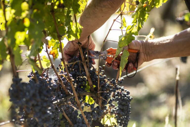 L'azione di recidere i grappoli per la vendemmia in Toscana
