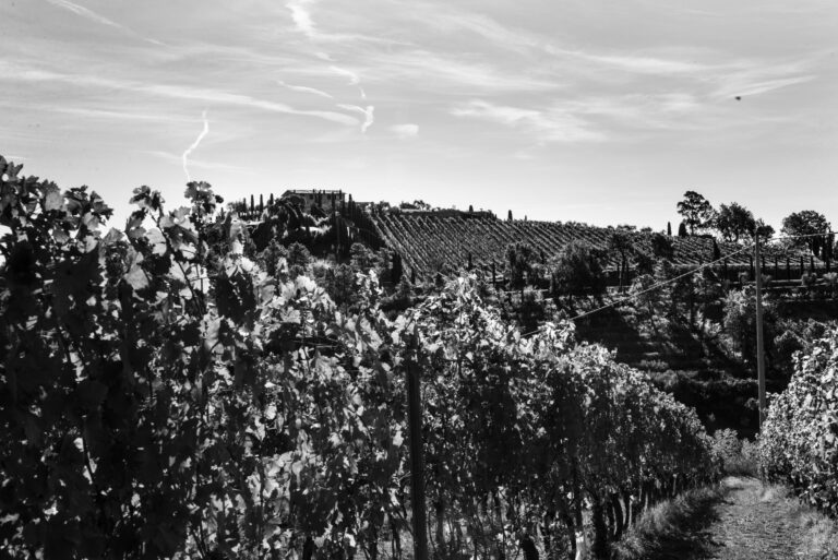Il panorama in bianco e nero delle colline di Montecarlo in Toscana con i filari dei vigneti