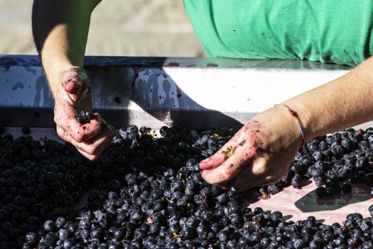 Le mani degli esperti di Montechiari puliscono l'uva per selezionare gli acini migliori per la produzione del vino