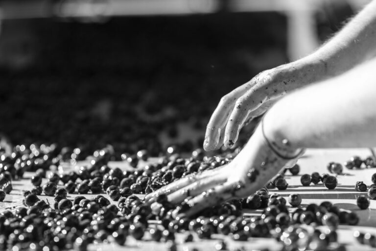 l'uva pulita e lavata a mano selezionando gli acini migliori e ripulendola da impurità per creare il vino biologico
