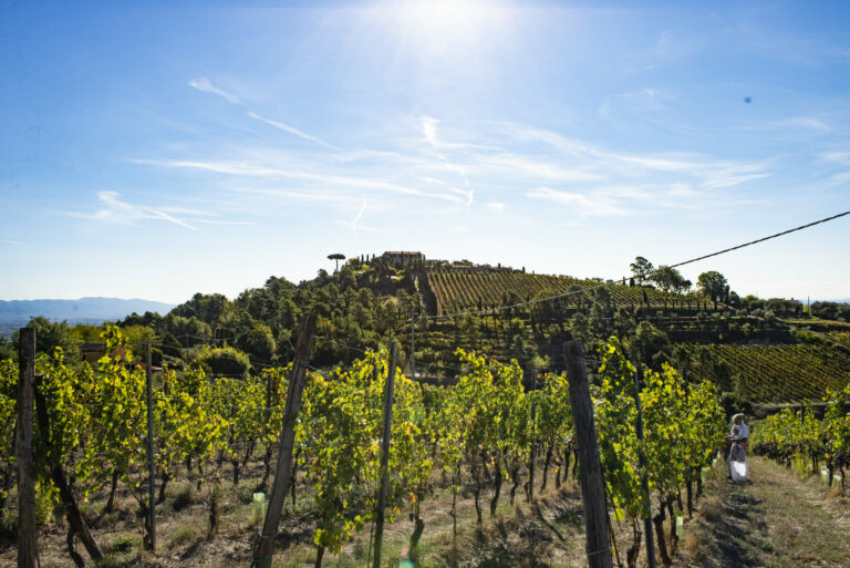 Fattoria di Montechiari Montecarlo
